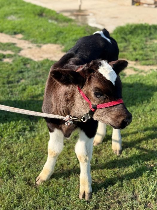 Парода ірі денелі чёрна пёстрый