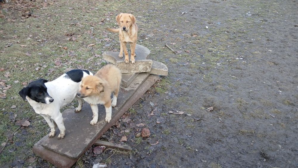 Donez 3  caini , talie mare, jud VN