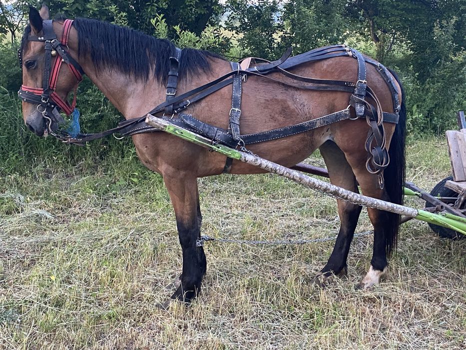 Vand manza de vanzare