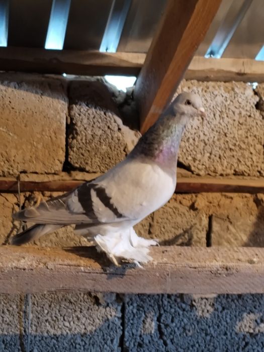 Голубь уды перс.