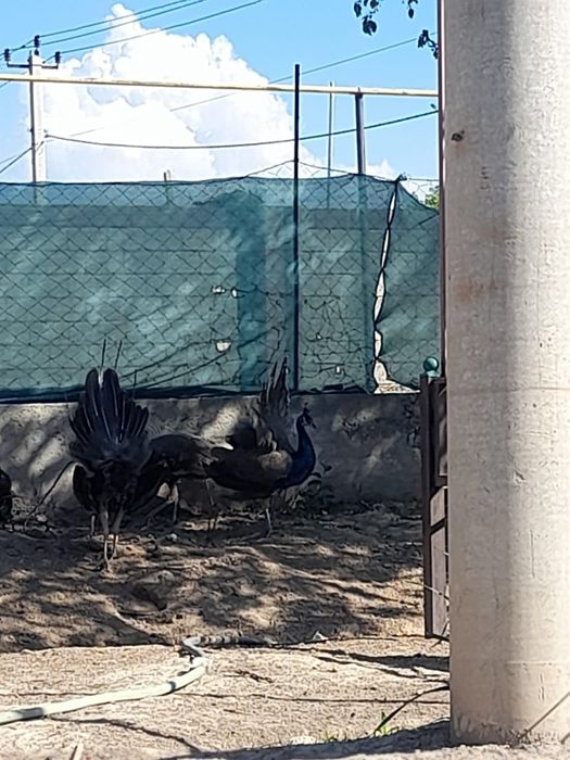 Павлин 3 еркек 1 ұрғаш