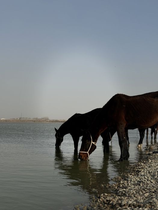 Sazan va talstolob baliqlar