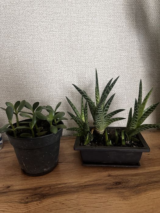 Цветы комнатные