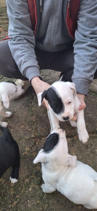 Donăm cățeluși drăgălași și jucăuși, în vârstă de 2 luni jumate.