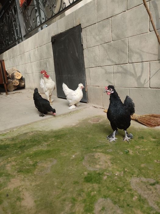 Япон товуклар сотилади