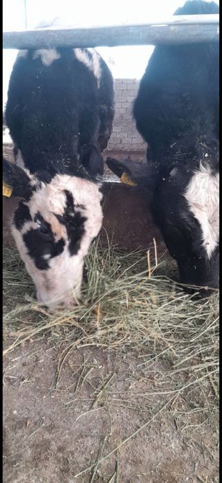 Чорни пиостра расиски букалар