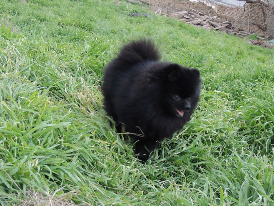 Жених померанского шпица ищет невесту !