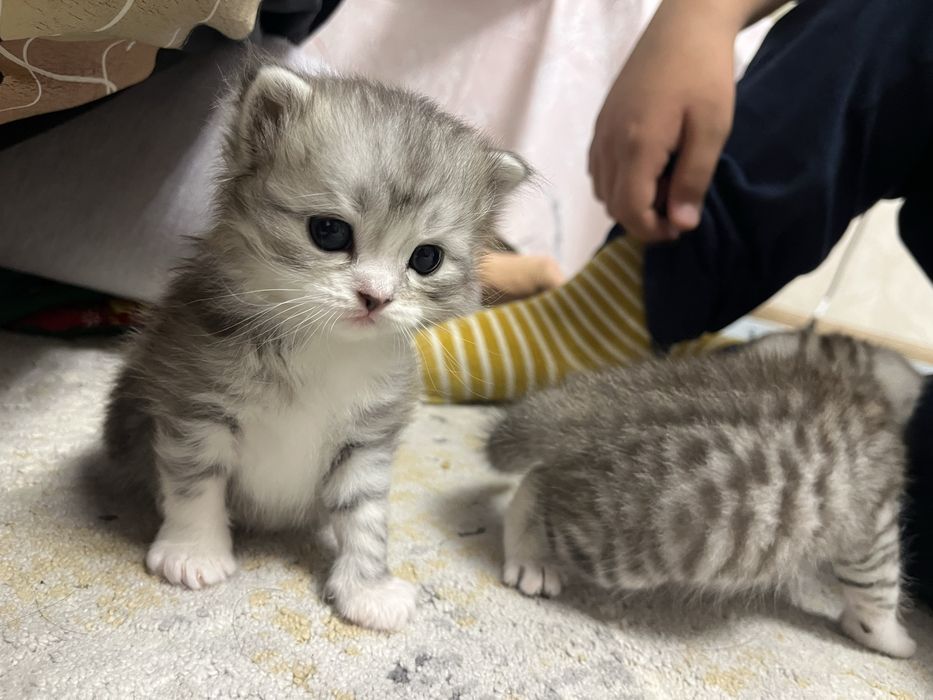 Scottish Fold және Straight котяттар
