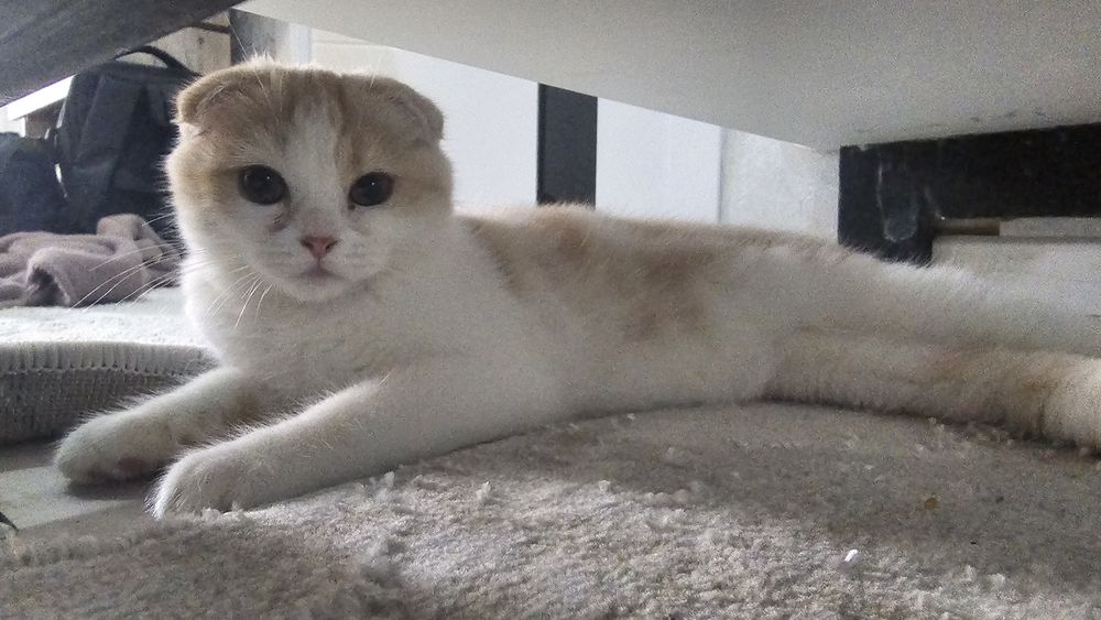 Продаётся котенок шотландский вислоухий  (скоттиш-фолды)