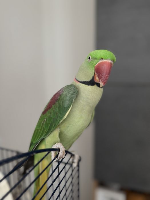 Papagal Marele Alexandru