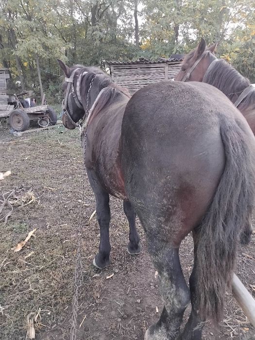 De vânzare mînz un an și 4 luni