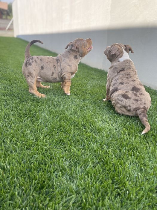 Catei American bully pocket