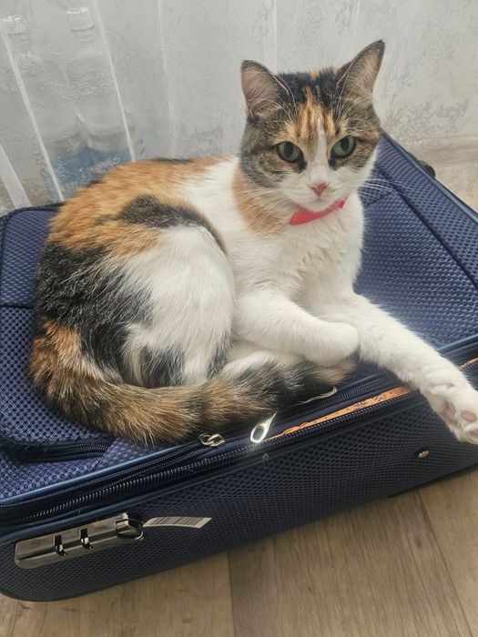Отдам кошку в добрые руки