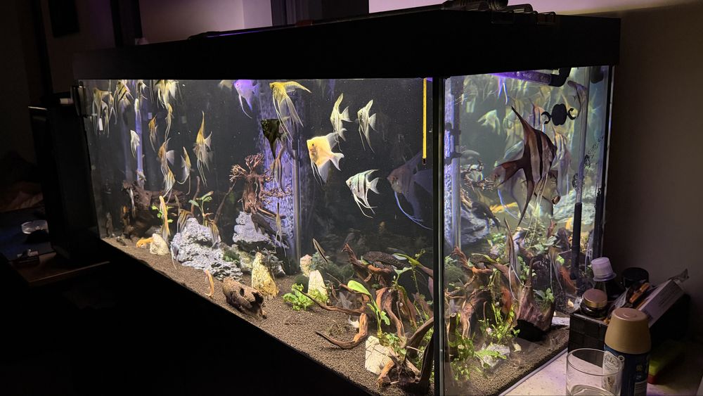 Vând acvariu Juwel 450 litri, complet echipat și funcțional.