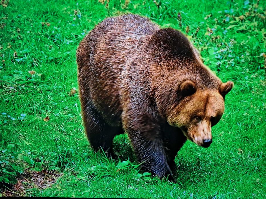 Телевизор AVA " 102см оригинал смарт .гарантия.