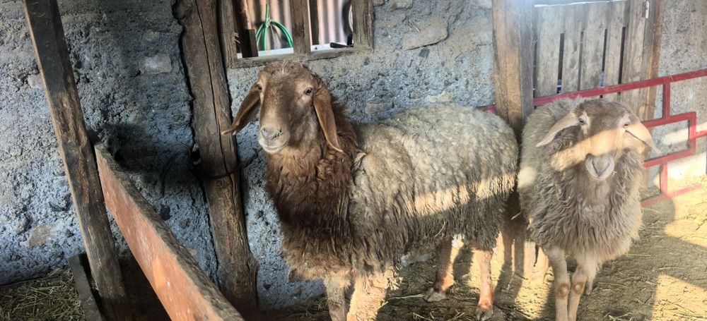 Қой егіз қозысымен қошқар