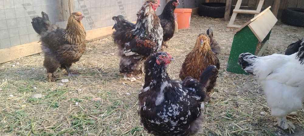 Găini de rasă  brahma