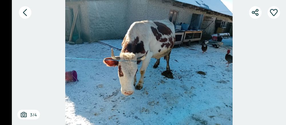 Vacă tânără bălțată românească