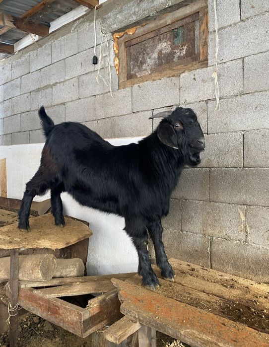 продаю козел не больной качественный