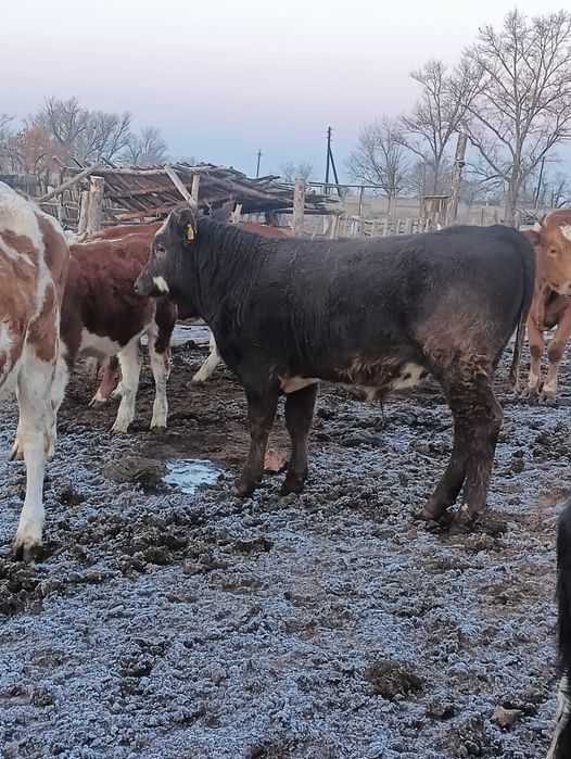 Екі бұқа сатылады