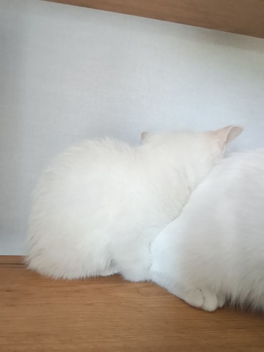 Котёнок 1 месяц, сиам