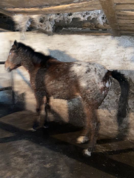 Тай Кунанга шыгады