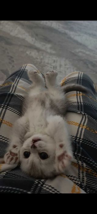Шотландский котенок