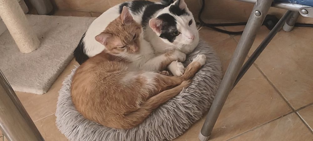 Donez 2 motanii                    .