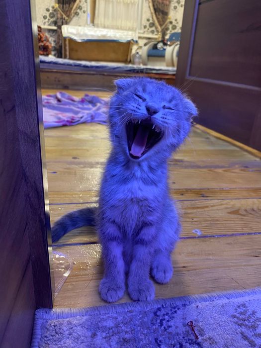 Пародистая Кошка