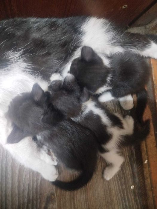 Котята от крысоловки