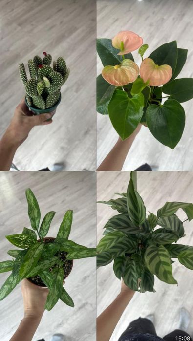 Комнатные растения