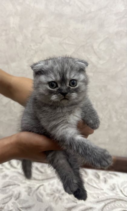 Мushukchalar sotiladi