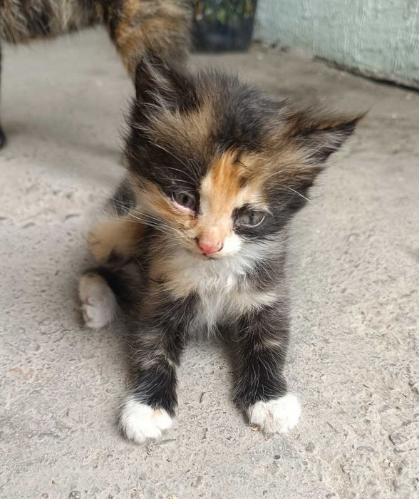 Котята за бесплатно