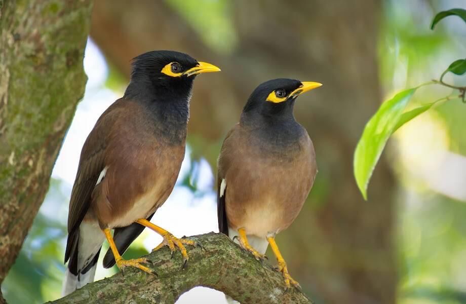 Продам Пару Майн