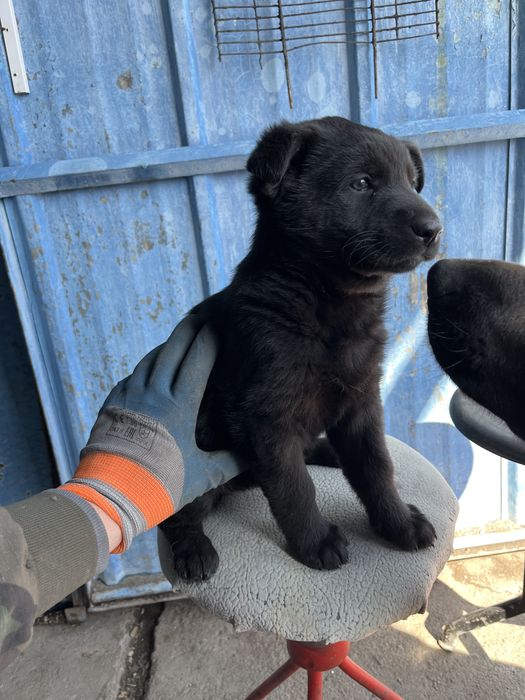 Продам черного щенка вео