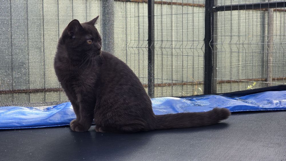 British shorthair