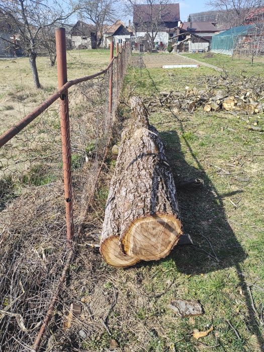 Trei bucăți de trunchi de nuc de vanzare