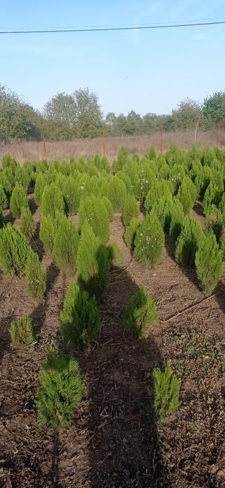 Западна туя Smaragd Пролетна промоция