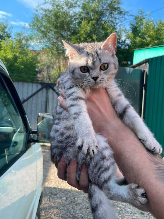 Продам Котят Британские