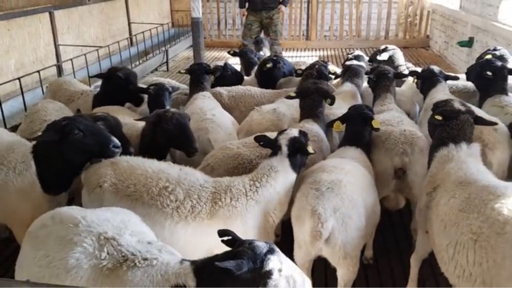 Чистокровные дорперы,  дорпер