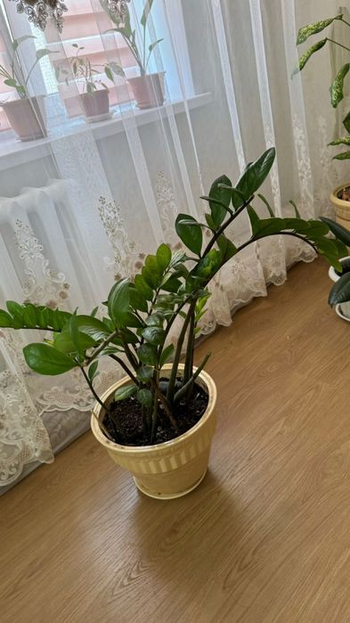 Продается цветок “ долларовый”