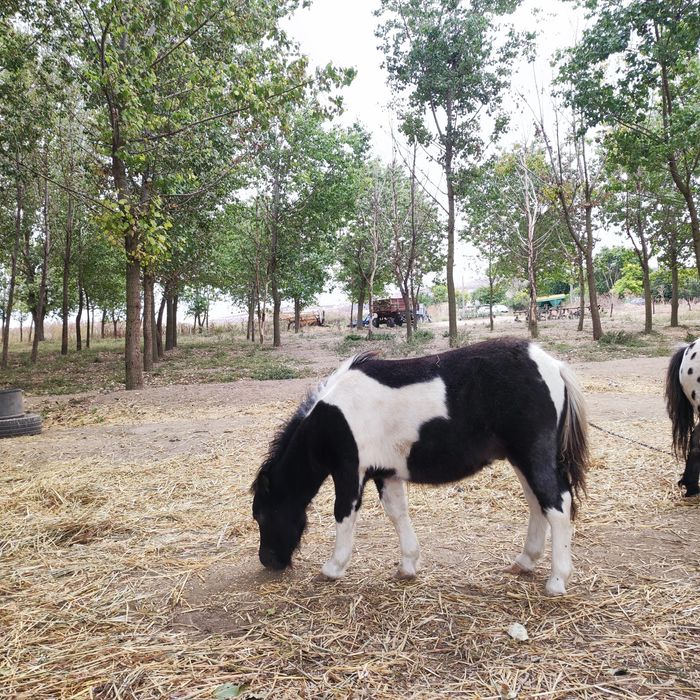 Ponei mascul ( fabricatie aprilie 2025)  3200 lei