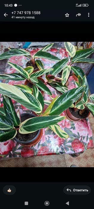 Продам комнатные растения