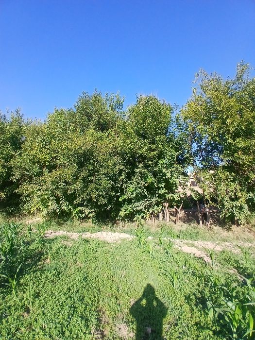 Отын сатылады. Тұт