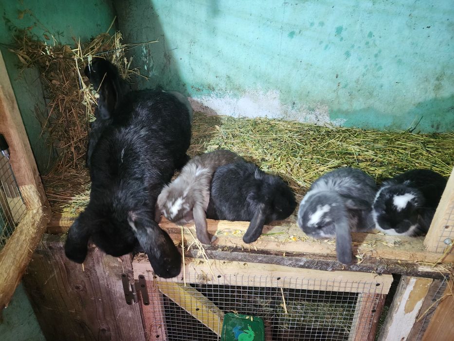 Iepuri berbec german