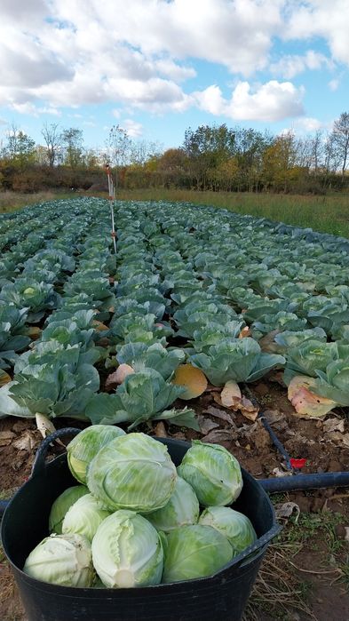 Varză de toamnă-Frunza subțire