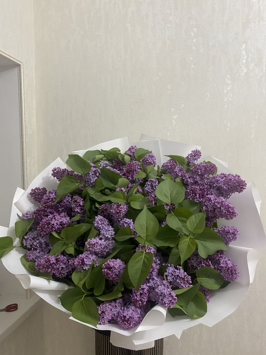 Свежий сирень обьемный