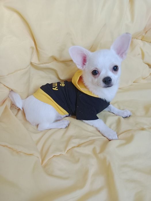 Щенки Чихуахуа 3 месяца.