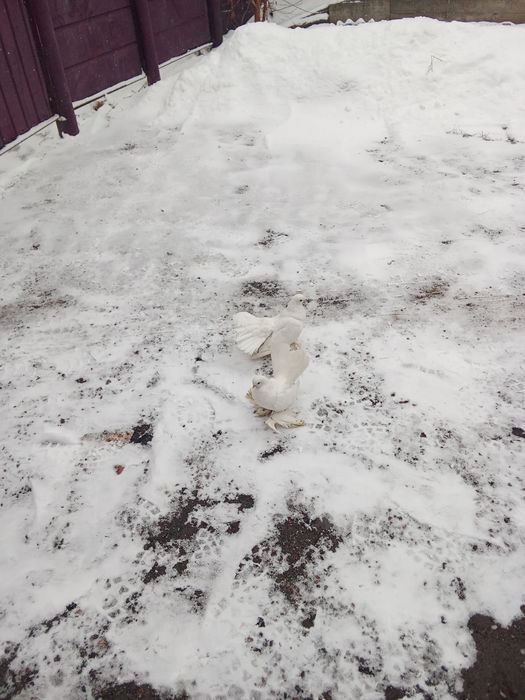 Павлины  в паре  на прод