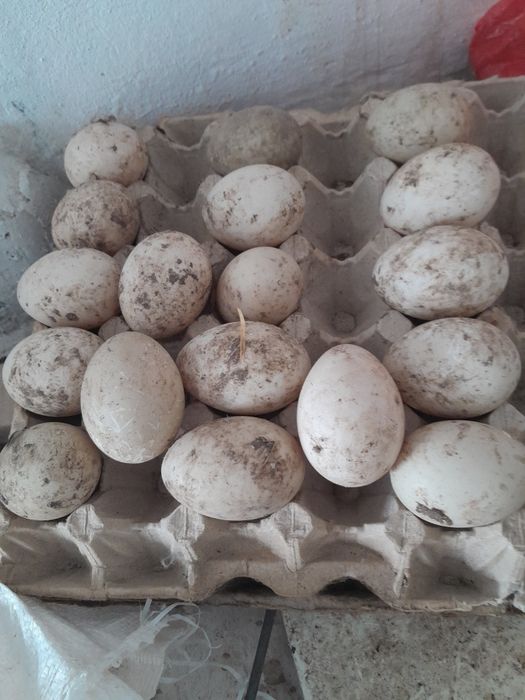 Яйца индоутки шипуны ,утки продаются